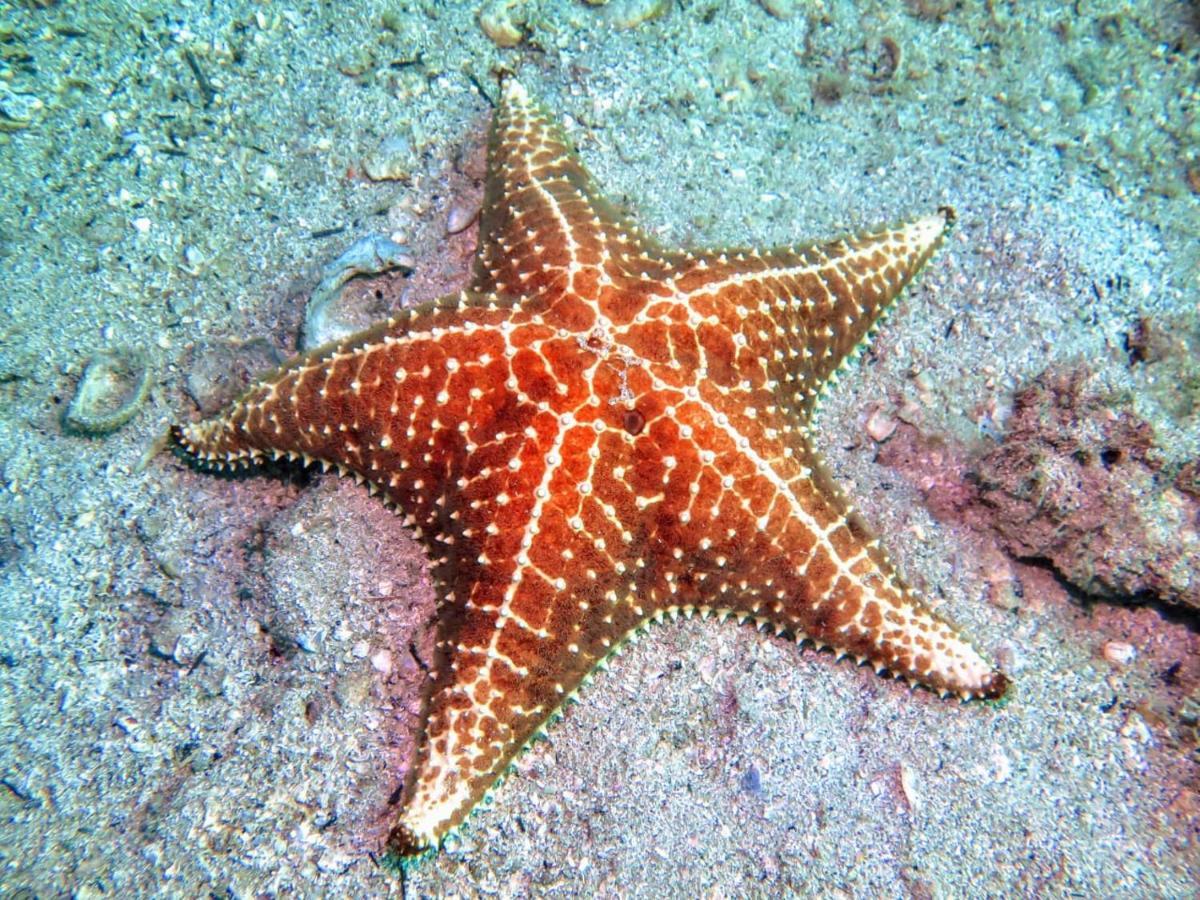 Pousada E Mergulho Dolce Vita Praia Vermelha  Ngoại thất bức ảnh